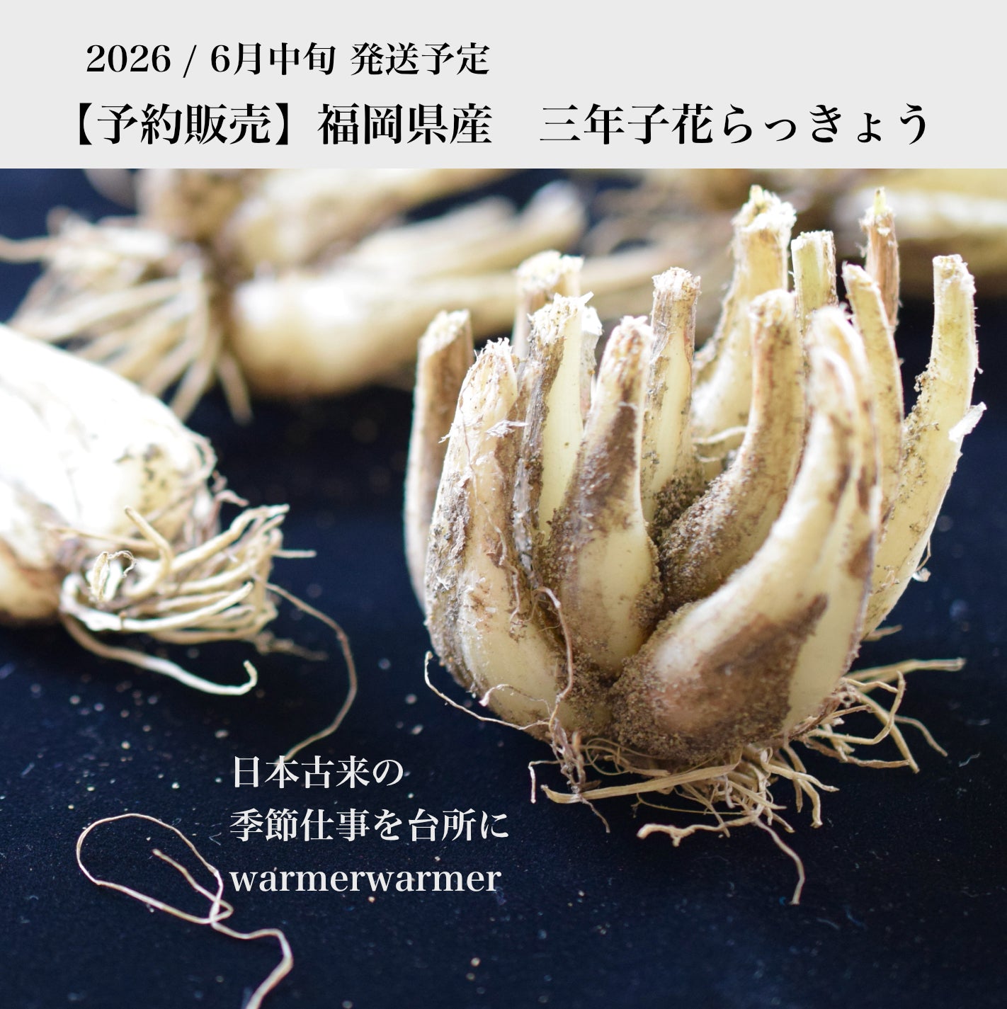 【予約販売】福井県伝統野菜「三年子花らっきょう」  2026/6月中旬発送予定 　＊限定３０セット