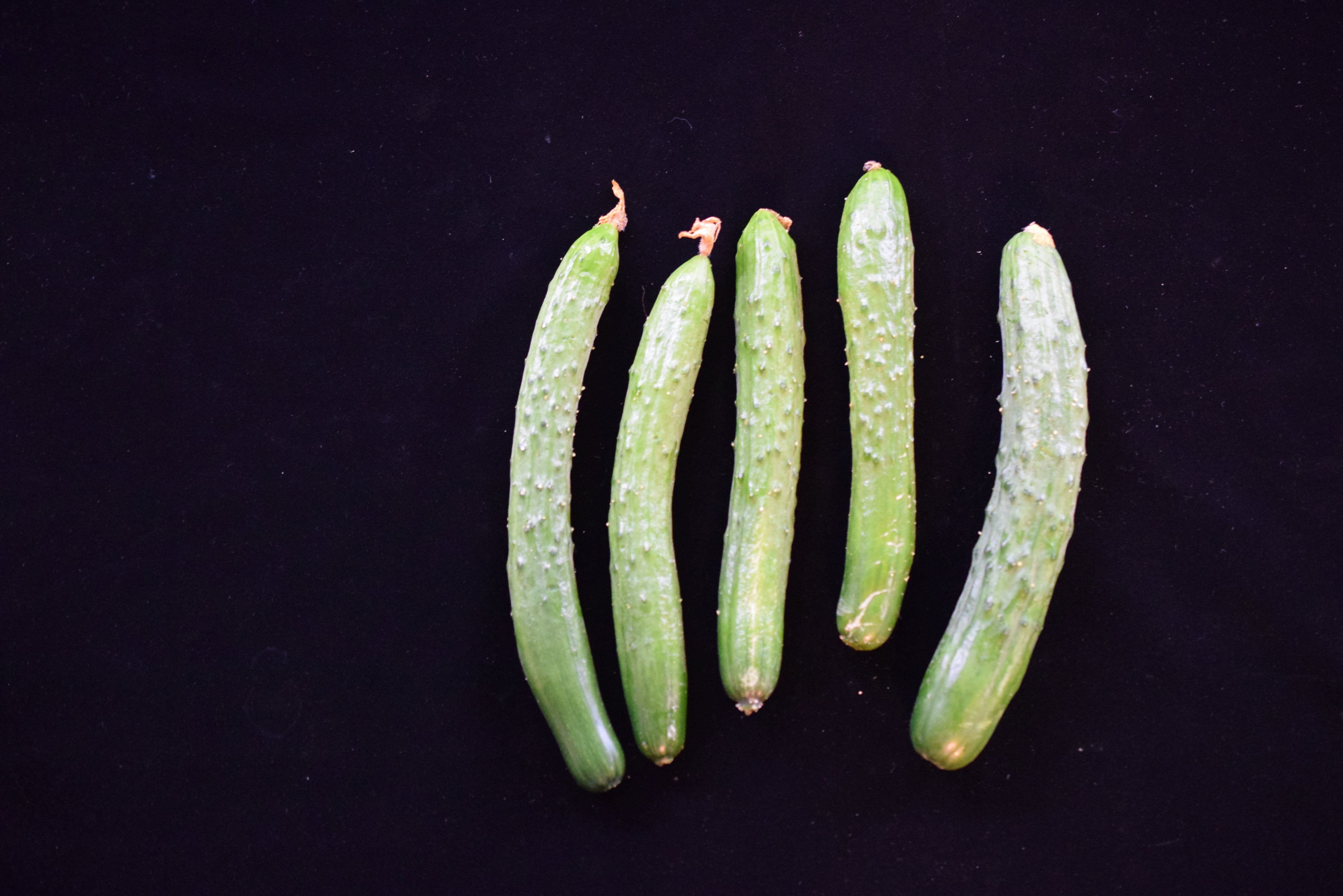 予約販売《 8月限定》 古来種野菜お試しセット