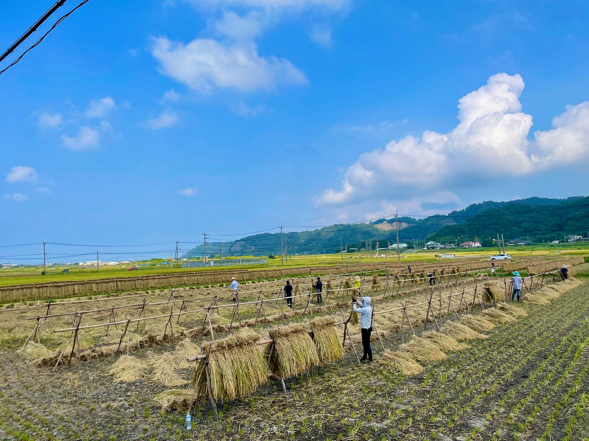 【白米】朝日／2025年産（無農薬・無肥料/ハザかけ天日干し）