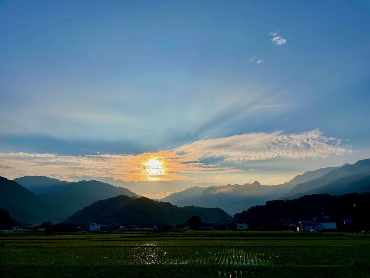 【白米】朝日／2025年産（無農薬・無肥料/ハザかけ天日干し）