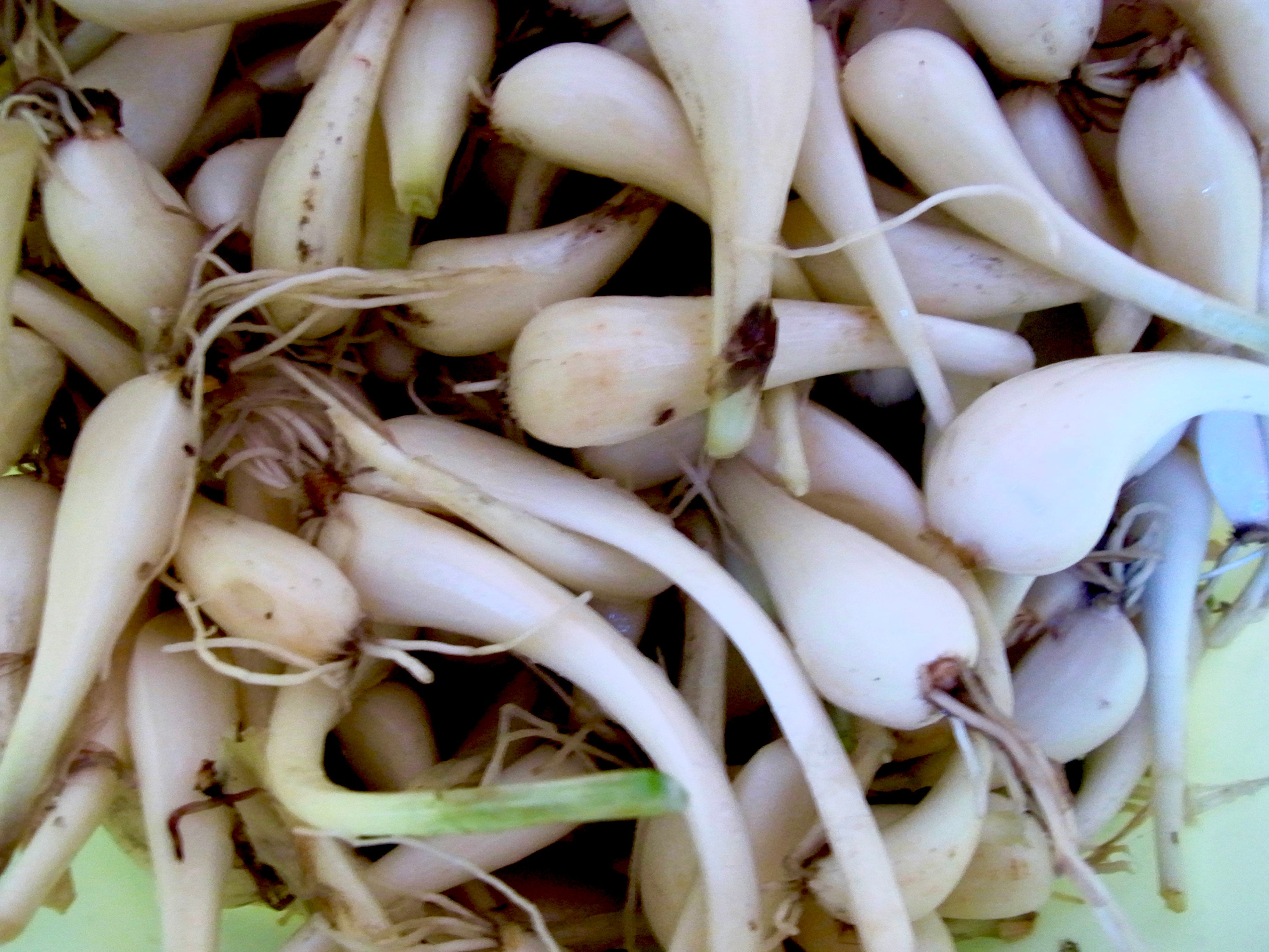 【予約販売】福井県伝統野菜「三年子花らっきょう」  2026/6月中旬発送予定 　＊限定３０セット