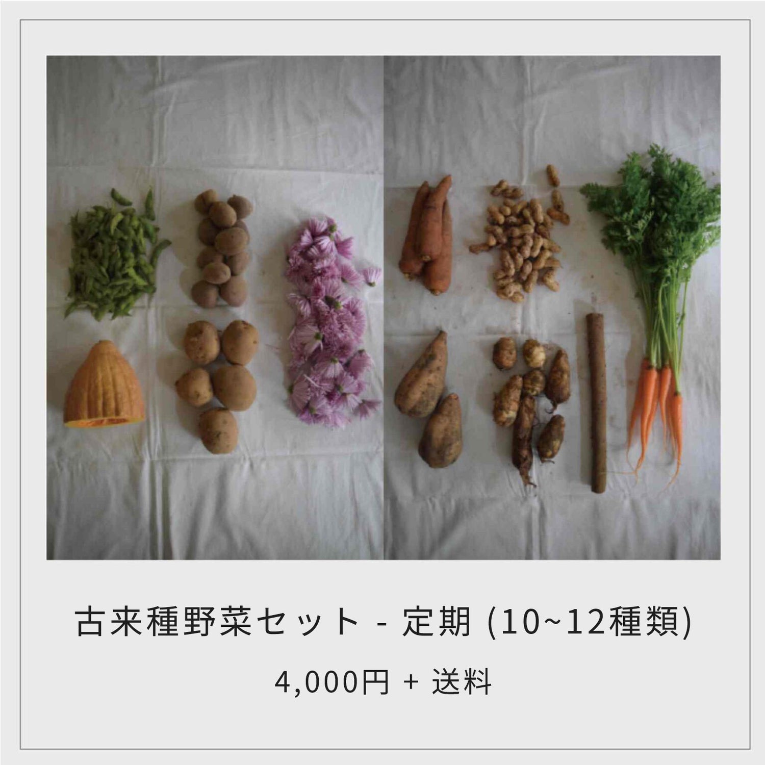 古来種野菜セット （10-12種類）